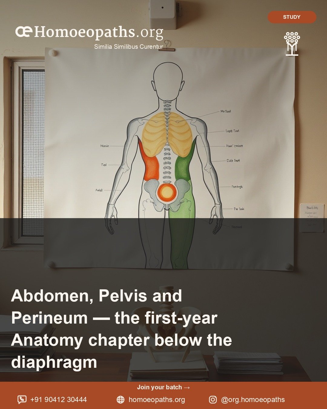 Abdomen, Pelvis and Perineum — the first-year Anatomy chapter below the diaphragm | Homoeopaths.org