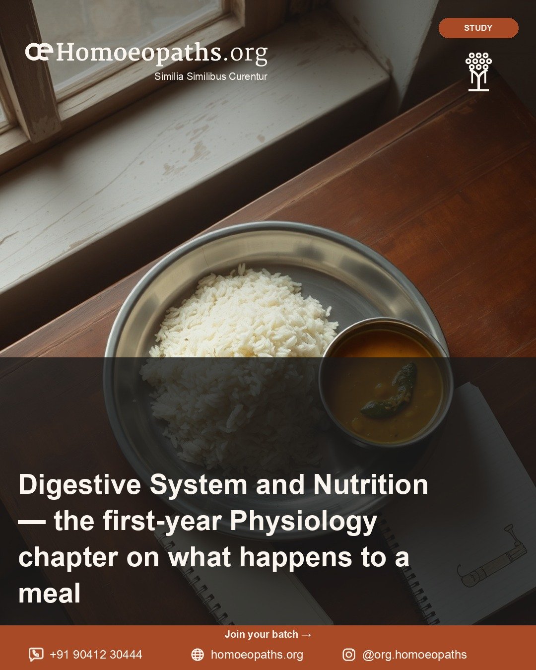 Digestive System and Nutrition — the first-year Physiology chapter on what happens to a meal | Homoeopaths.org