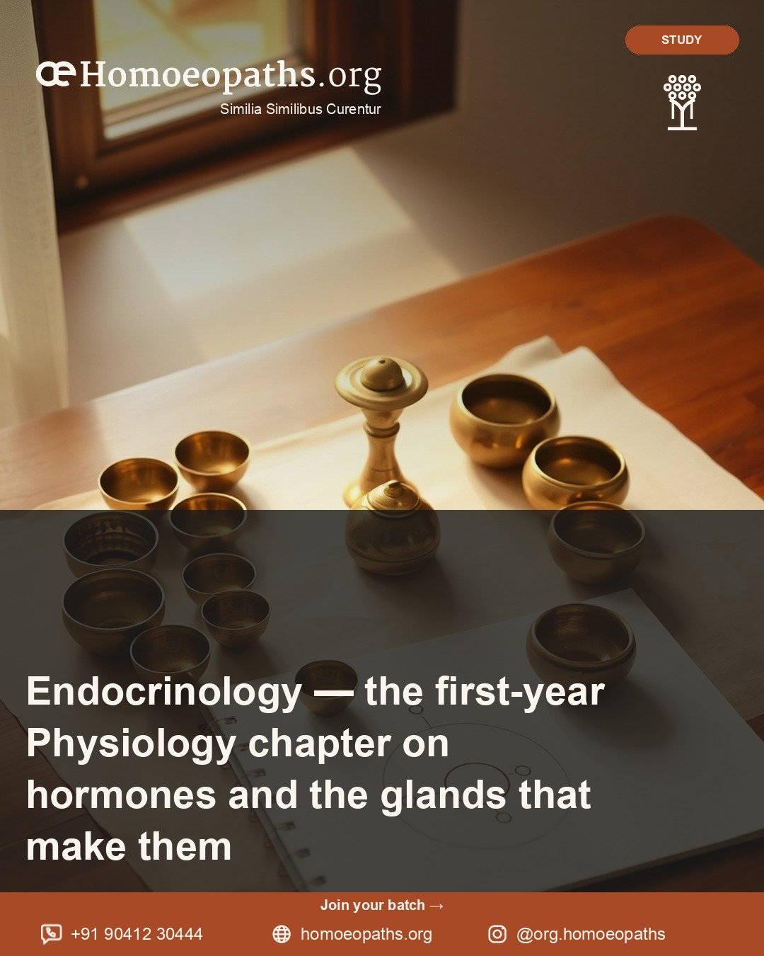 Endocrinology — the first-year Physiology chapter on hormones and the glands that make them | Homoeopaths.org