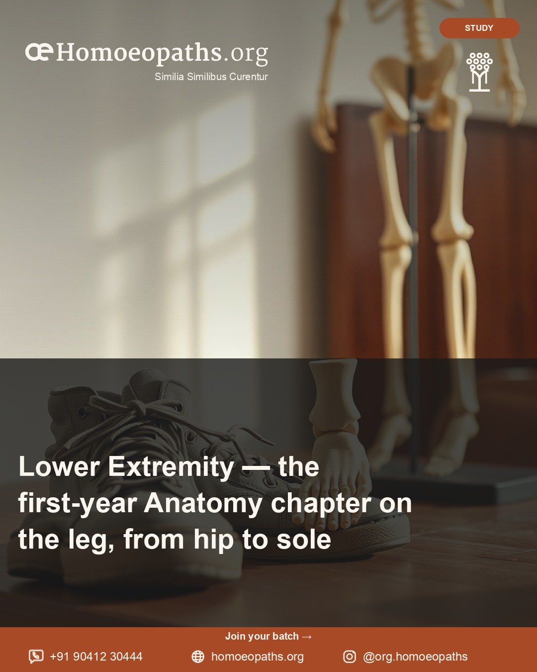 Lower Extremity — the first-year Anatomy chapter on the leg, from hip to sole | Homoeopaths.org